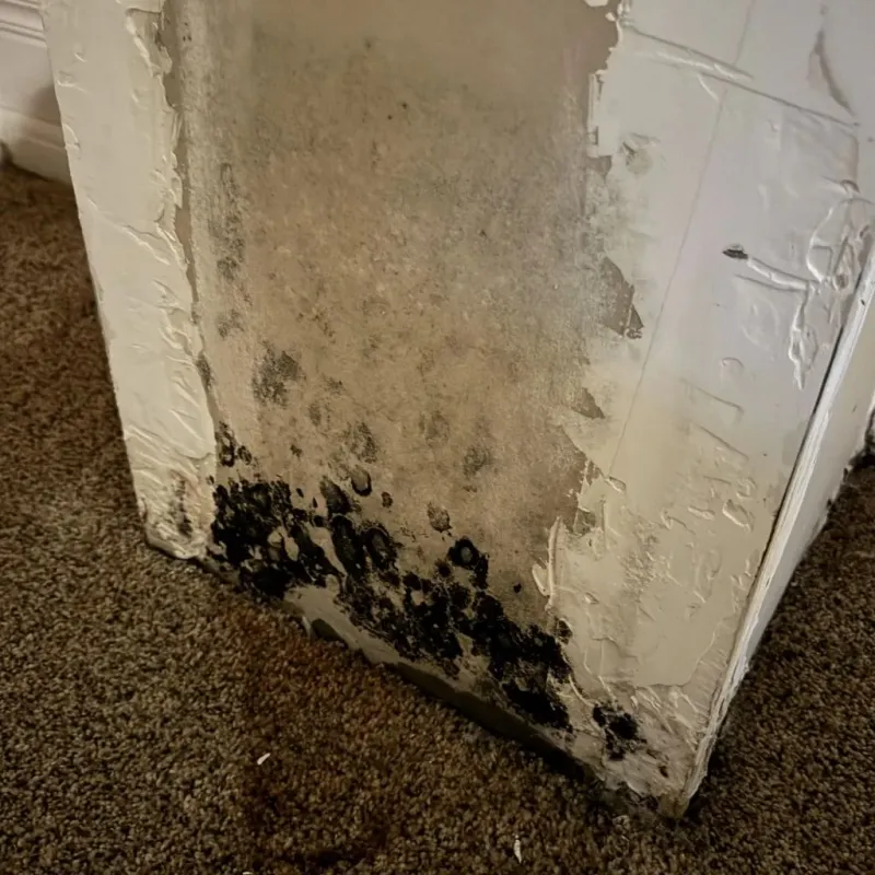 Professional Mold Removal in Conroe, TX